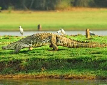 crocodile