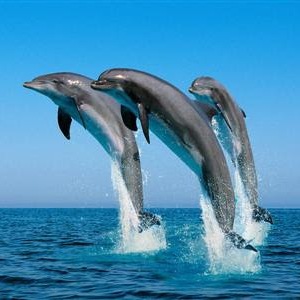 dolphin