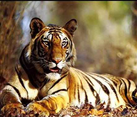 wildlife